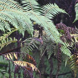 Stripe-throated hermit (Phaethornis striigularis)