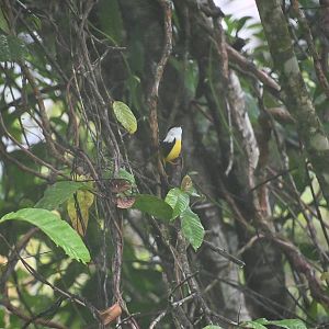 White-collared manakin (Manacus candei)