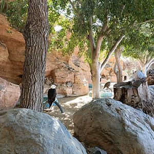 American bald eagles