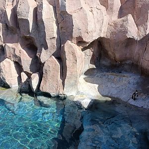 Humboldt penguin exhibit