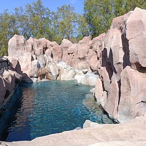 Humboldt penguin exhibit