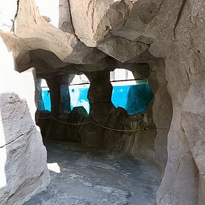 Underwater viewing of Humboldt penguin exhibit