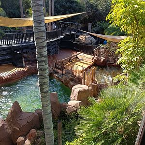 California sea lion exhibit