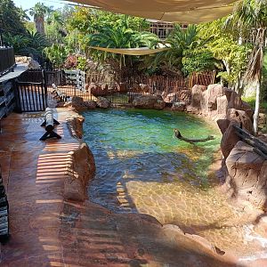 California sea lion exhibit
