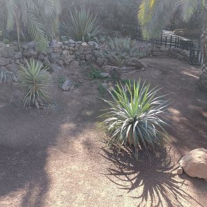 Sulcata tortoise exhibit