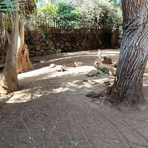 Sulcata tortoise exhibit