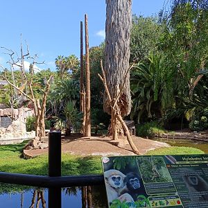 Lar gibbon exhibit