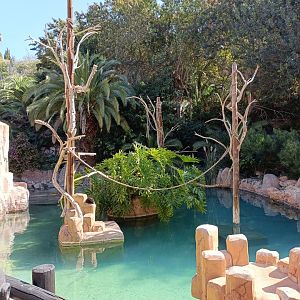 White-faced capuchin exhibit