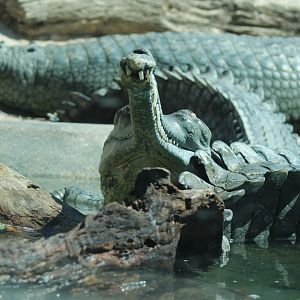 Gharial