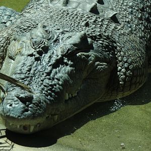 Saltwater Crocodile