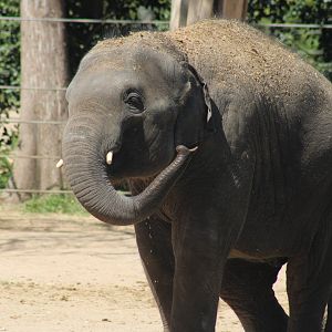Asian Elephant