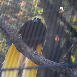 Lesser Bird of Paradise