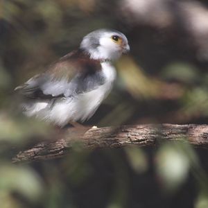 African Pygmy Falcon