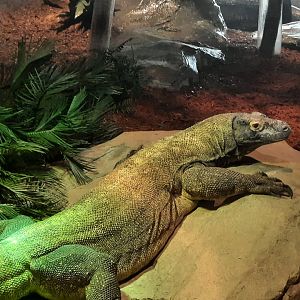 Komodo Dragon