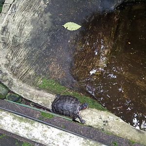 Red-eared slider (Trachemys scripta elegans) - Sato Loka Resto & Conservation Park