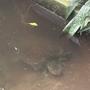 Common Snapping Turtle (Chelydra serpentina) - Sato Loka Resto & Conservation Park
