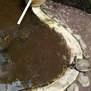 Red-bellied short-necked turtle (Emydura subglobosa)
