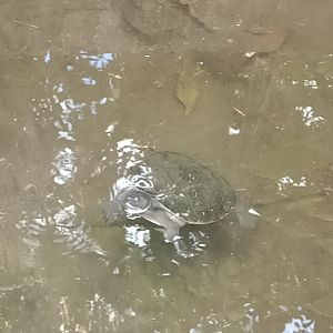 West African mud turtle (Pelusios castaneus) - Sato Loka Resto & Conservation Park