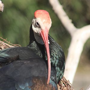 Southern Bald Ibis