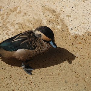 Blue-billed Teal