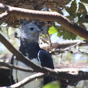 Harpy Eagle