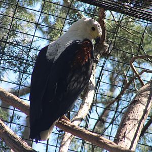 African Fish Eagle