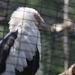 Palm Nut Vulture