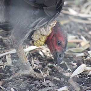 Australian Brush Turkey