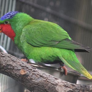 Blue-crowned Lorikeet