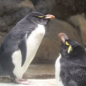 Southern Rockhopper Penguins