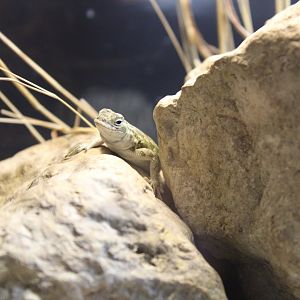 Spot-tailed Earless Lizard