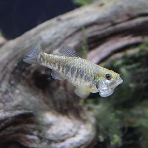 Pecos Pupfish