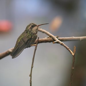 Broad-billed hummingbird
