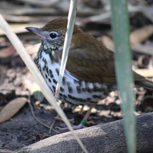 Wood Thrush