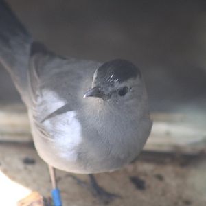 Grey Catbird