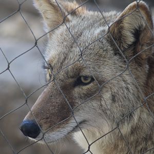 Coyote