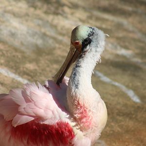 Roseate Spoonbill