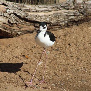Black-necked Stilt
