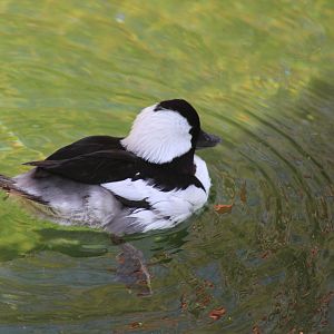 Bufflehead