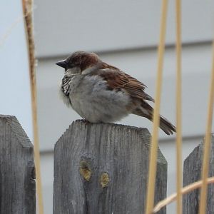 04/03/25 - House Sparrow (Passer domesticus)