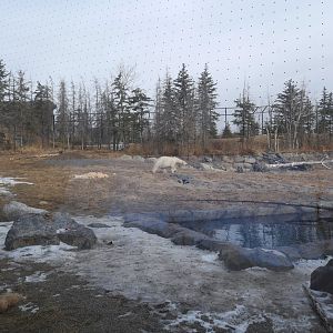 Wild Canada: TFF Polar Bear Sanctuary - Siku on the Prowl for Food