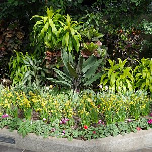 Enmax Conservatory: Garden Gallery - Spring Bulb and Tropicals Display