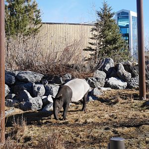 Gateway to Asia: Sempurna (Malayan Tapir) Exploring her Outdoor Exhibit on a Warm February Day