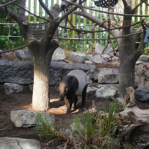 Gateway to Asia: Tanuck (Malayan Tapir) in the First Indoor Mixed Species Exhibit