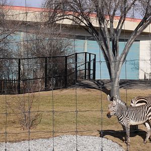 Destination Africa: Renovated Savannah Plains Exhibit for HM Zebra, Giraffes, and Others