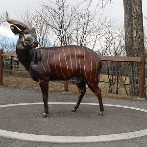 Destination Africa: Bongo Sculpture in the Renovated African Plains Exhibit