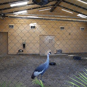 Destination Africa: Inside the New Savannah Crossing