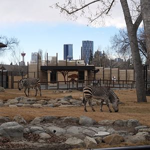 Destination Africa: Renovated Savannah Plains Exhibit with Savannah Crossing in the Background