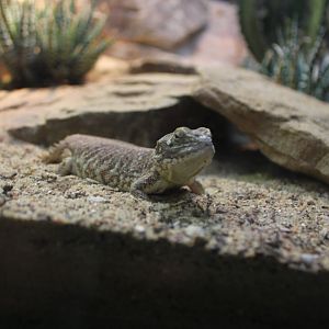 Taylor's Strange Agama