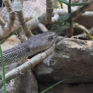 Unknown Rattlesnake Species
